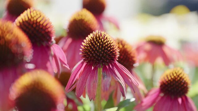 Closeup purple coneflower Echinacea purpurea glowing in warm sunlight