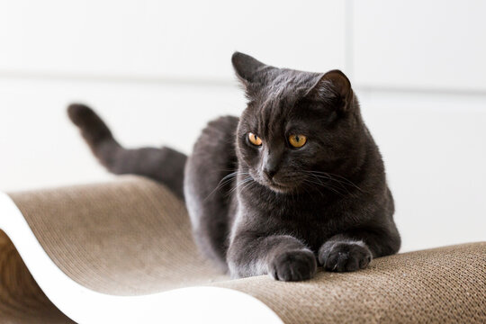 Germany, Portrait of black British Shorthair cat relaxing indoors
