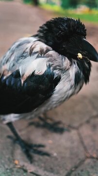 Hooded crow standing on pavement in park close up shot of bird with food in beak.