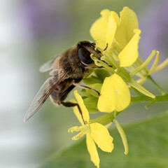 Bee collects pollen from yellow flower in garden during daytime © Jill Dundee
