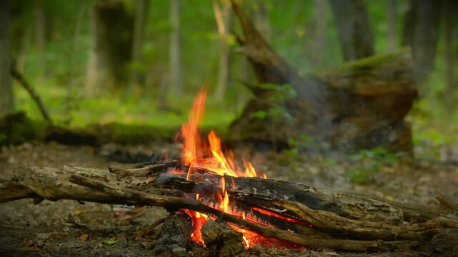 Low angle shot of a burning campfire in a dense forest with original audio included. Natural campfire video scene perfect for survival clips, nature videos and ASMR.