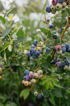 Fresh organic blueberries growing on a bush outdoors in summer