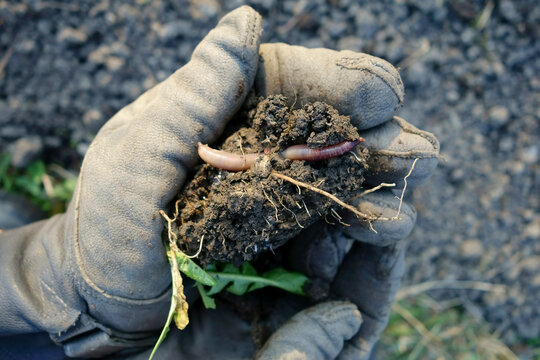 Man holds dark soil and an earthworm in gloved hands outdoors