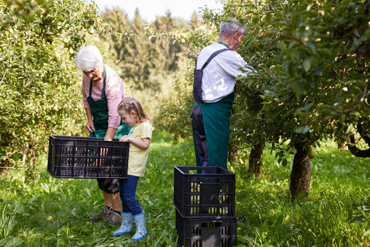Girl harvesting organic williams pears, helping organic farmers