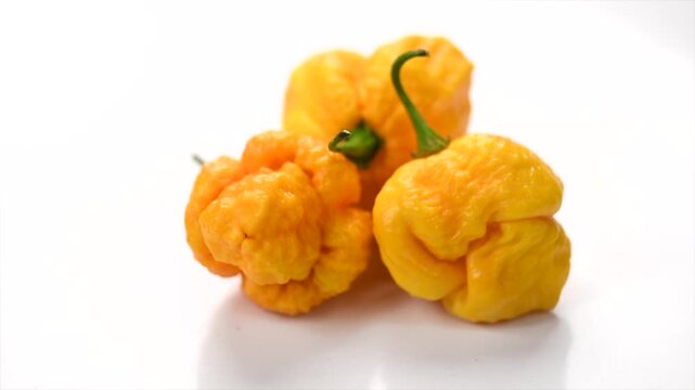 Yellow Trinidad Moruga Scorpion hot Pepper Chili isolated on white background, closeup. One of the hottest peppers in the world, heat level 1,200,000 to 2,000,000 Scoville Heat Units (SHU). 