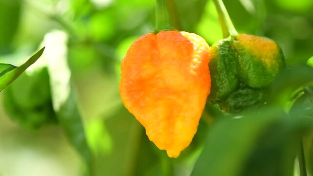 Yellow Trinidad Moruga Scorpion Pepper Chili growing in a garden, outdoor. One of the hottest peppers in the world, heat level 1,200,000 to 2,000,000 Scoville Heat Units (SHU). 