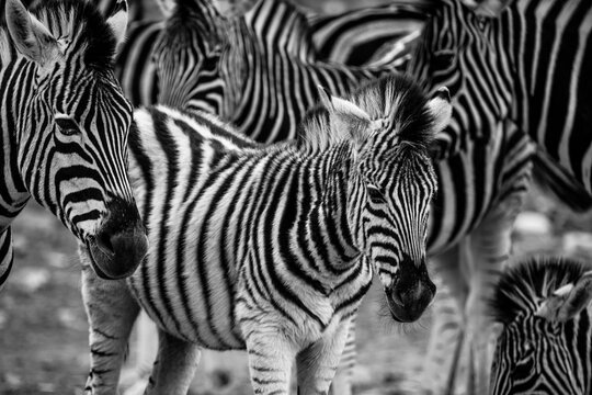 South Africa, Aquila Private Game Reserve, Zebras, Equus quagga