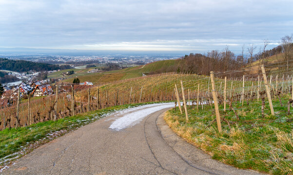 Black forest scenery
