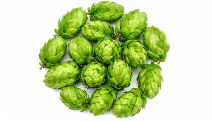 Fototapeta premium Fresh Green Hop Cones Isolated on White Background for Brewing and Beer Production