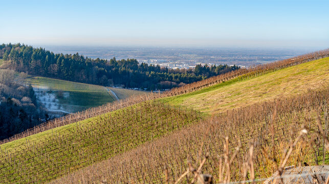 Black forest scenery