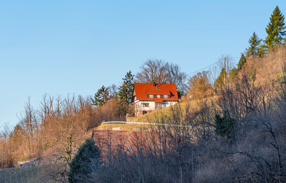 Black forest scenery