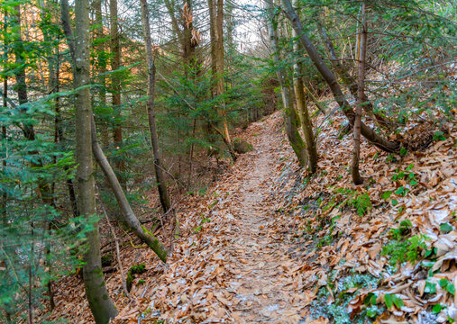 Black forest scenery