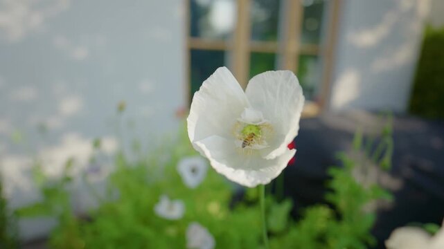 White opium poppy Papaver somniferum with marmalade hoverfly Episyrphus balteatus