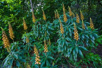 Canary Island foxglove in bloom © Xalanx