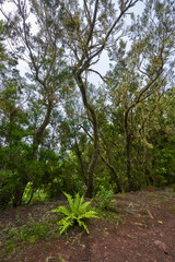 Fototapeta premium Laurel forest trunks in Teno