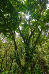 Fototapeta premium Sunlight through the laurel forest