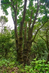 Fototapeta premium Sunlight through the laurel forest