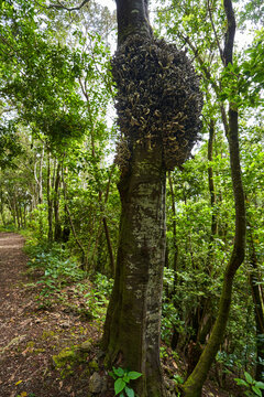 Madre del loro fungus on laurel