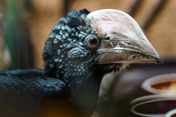 Silvery-cheeked hornbill © svobodacontributor