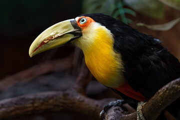 Green-billed toucan © svobodacontributor