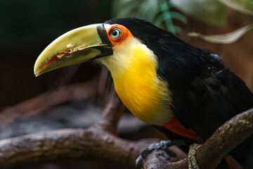 Green-billed toucan © svobodacontributor