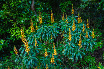 Canary Island foxglove in bloom © Xalanx