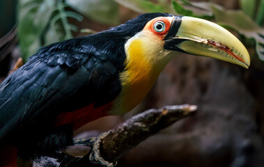 Green-billed toucan © svobodacontributor