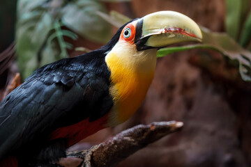 Green-billed toucan © svobodacontributor