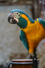 Blue-throated macaw © svobodacontributor