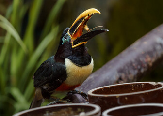 Chestnut-eared aracari © svobodacontributor