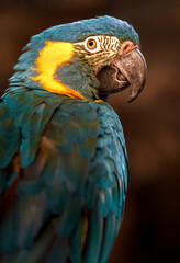 Blue-throated macaw © svobodacontributor