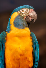 Blue-throated macaw © svobodacontributor