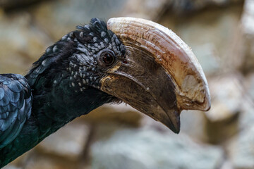 Silvery-cheeked hornbill © svobodacontributor