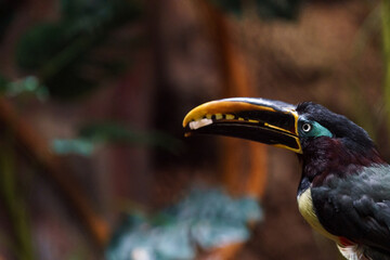 Chestnut-eared aracari © svobodacontributor