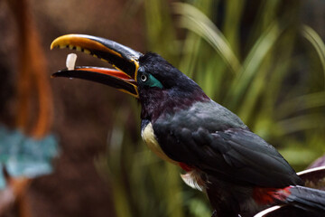 Chestnut-eared aracari © svobodacontributor