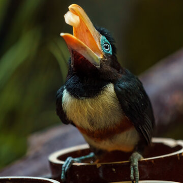 Chestnut-eared aracari