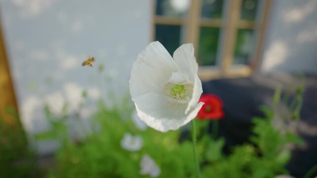 White opium poppy Papaver somniferum attracting marmalade hoverfly Episyrphus balteatus