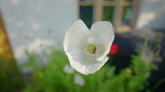 Marmalade hoverfly Episyrphus balteatus pollinating white opium poppy Papaver somniferum