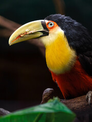 Green-billed toucan © svobodacontributor