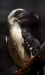 Von der Decken's hornbill © svobodacontributor
