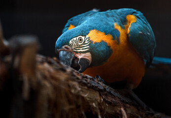 Blue-throated macaw © svobodacontributor