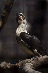 Von der Decken's hornbill © svobodacontributor