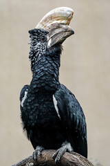Silvery-cheeked hornbill © svobodacontributor