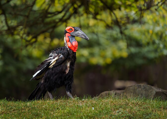 Southern ground hornbill © svobodacontributor