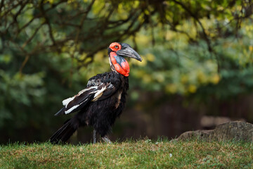 Southern ground hornbill © svobodacontributor