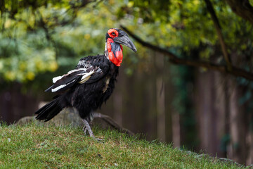 Southern ground hornbill © svobodacontributor