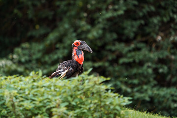 Southern ground hornbill © svobodacontributor