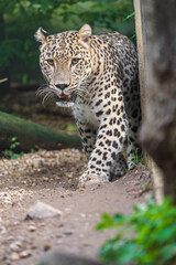 Naklejka premium Persian leopard