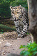 Naklejka premium Persian leopard