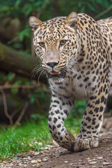 Naklejka premium Persian leopard